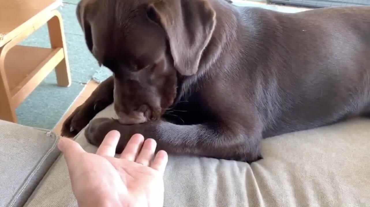 ラブラドールレトリーバー,動画