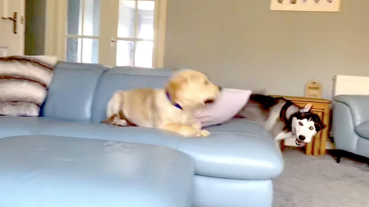 ラブラドールレトリーバー,動画