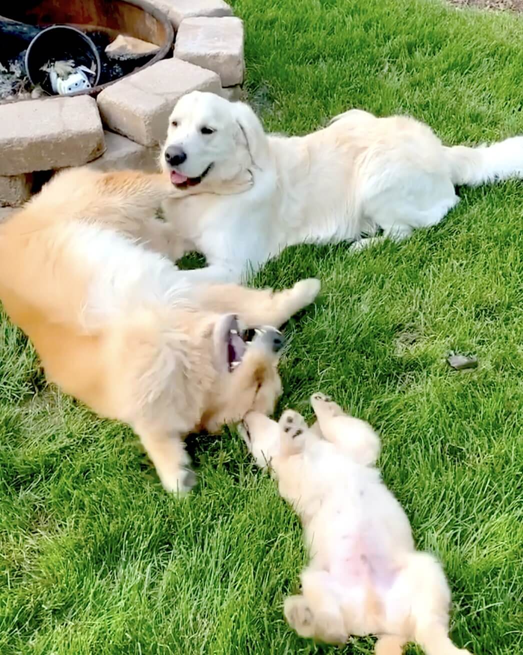 ゴールデンレトリーバー,動画