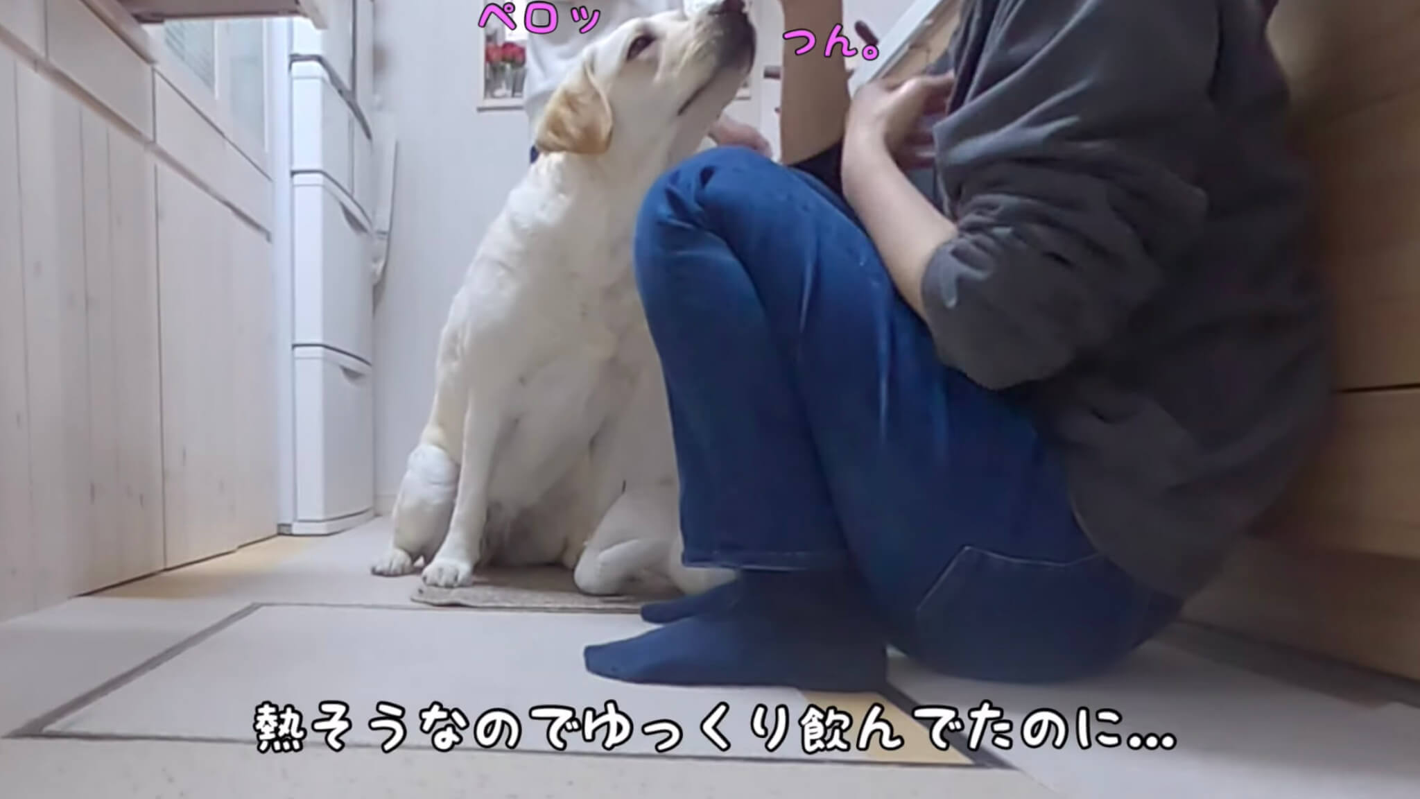 ラブラドールレトリーバー,動画