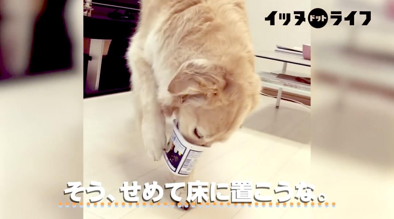 ゴールデン,動画,イッヌドットライフ