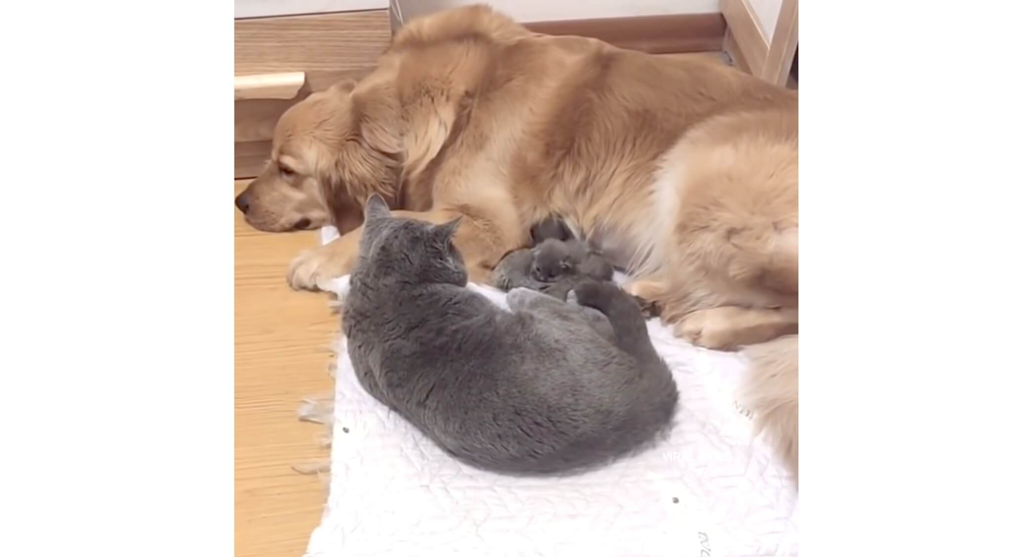 ゴールデンレトリーバー,動画