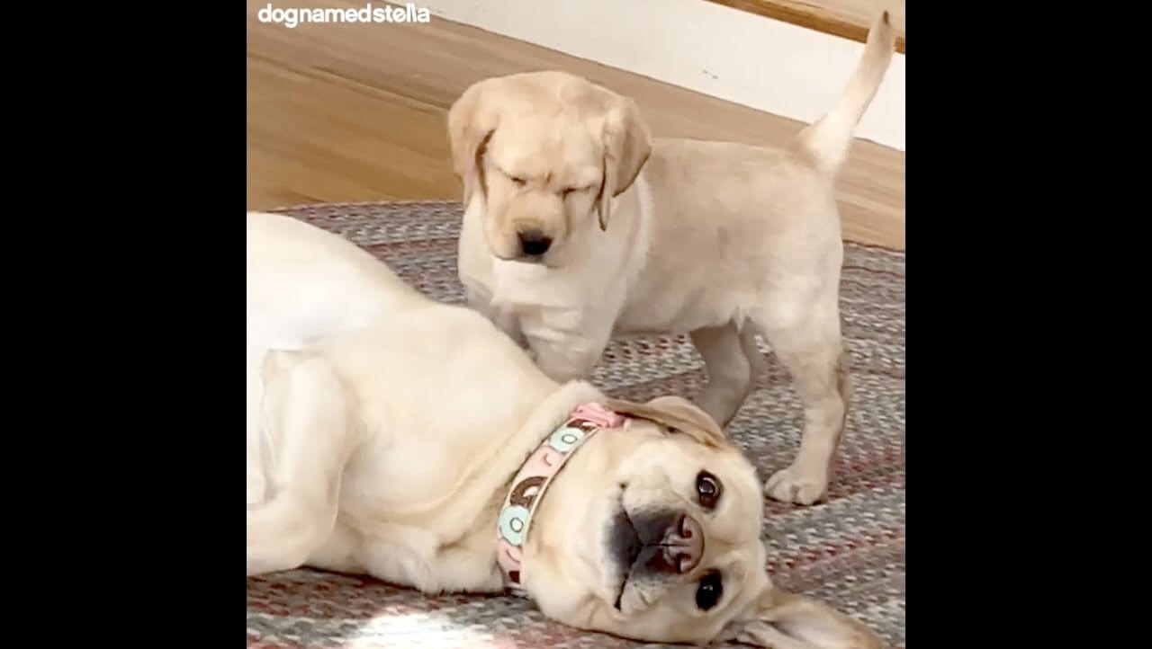 ラブラドールレトリーバー,動画