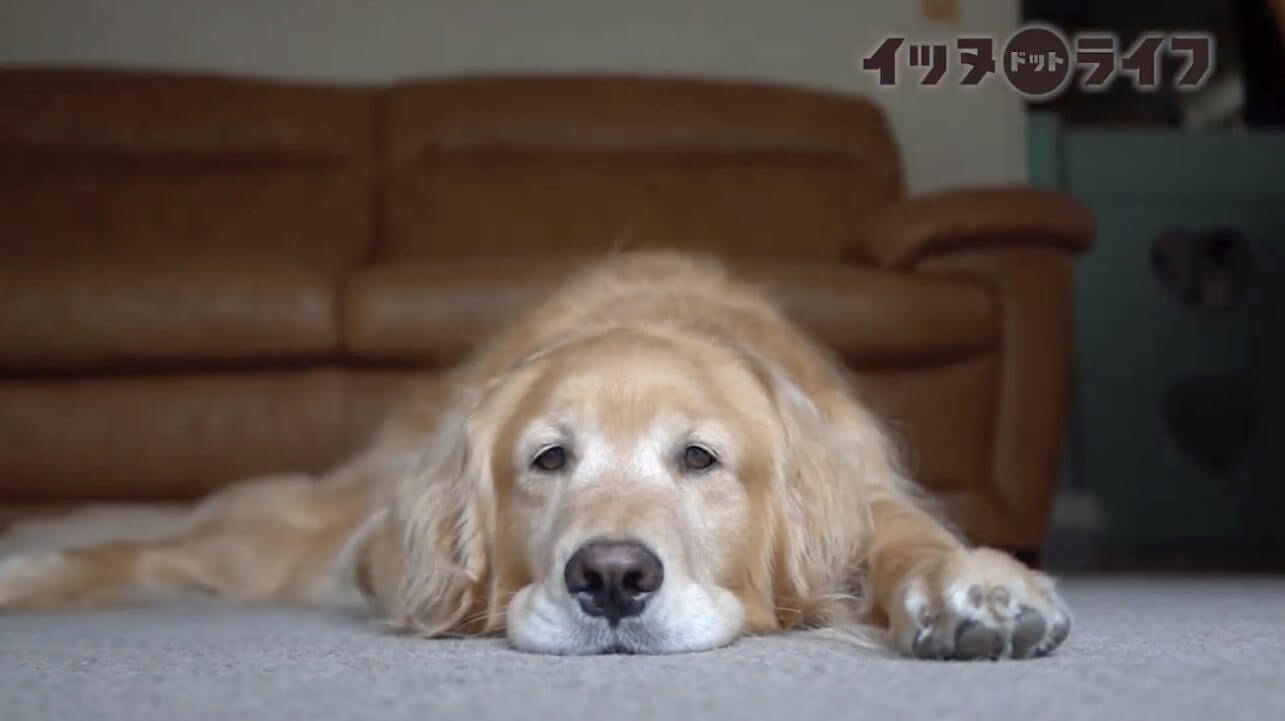 ゴールデンレトリーバー,動画