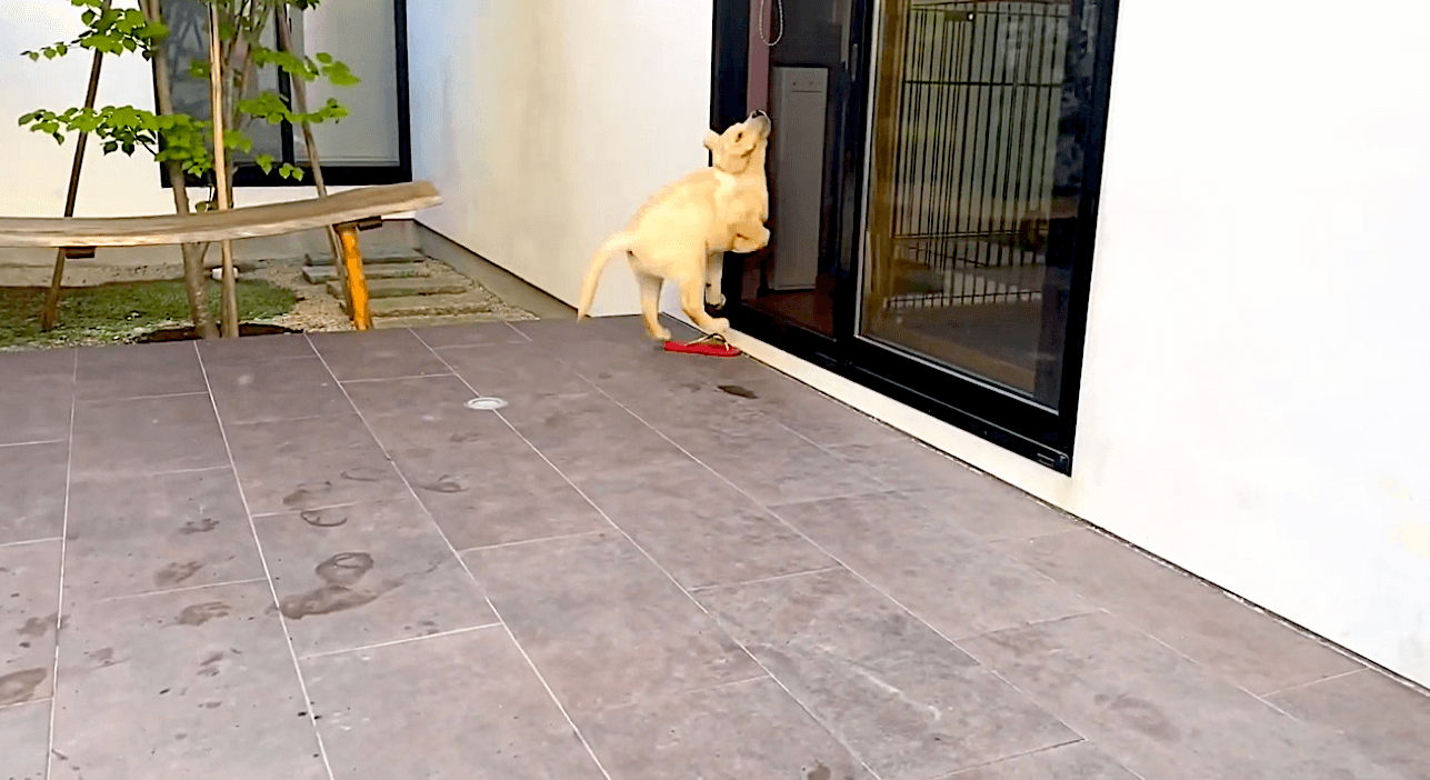 ラブラドールレトリーバー,動画