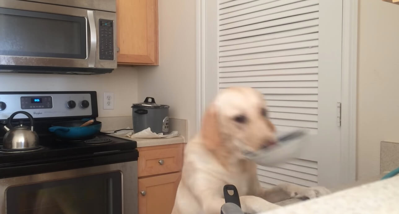 ラブラドールレトリーバー,動画