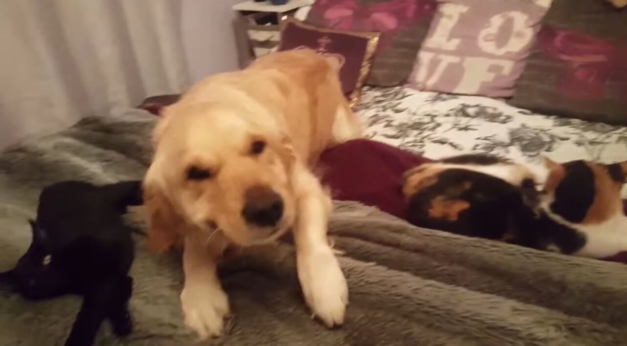 ゴールデンレトリーバー,動画