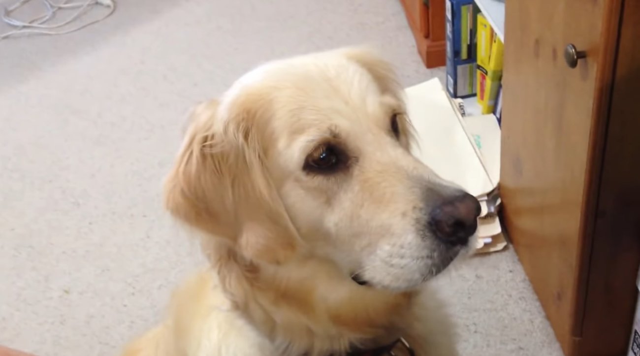 ゴールデンレトリーバー,動画