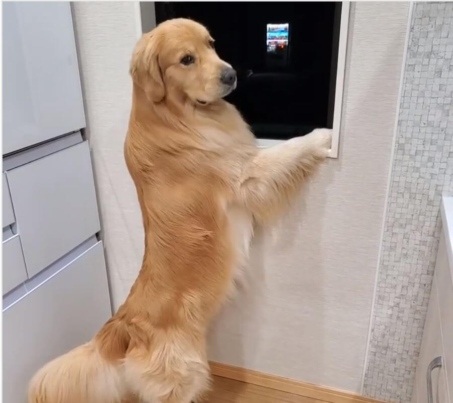 ゴールデンレトリーバー,動画