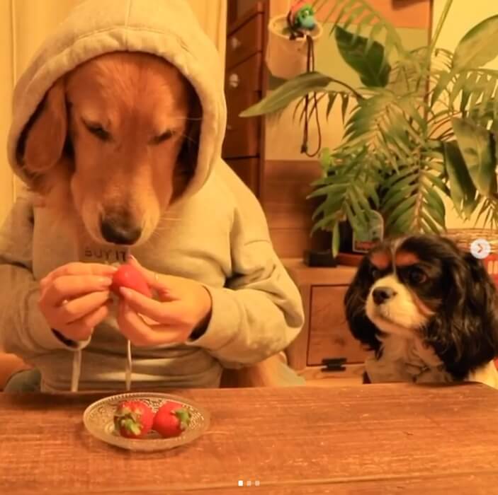 ゴールデンレトリーバー,動画