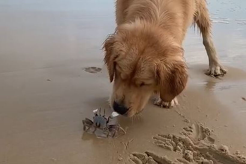 ゴールデンレトリーバー,動画