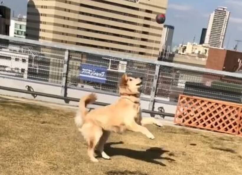 ゴールデンレトリーバー,動画