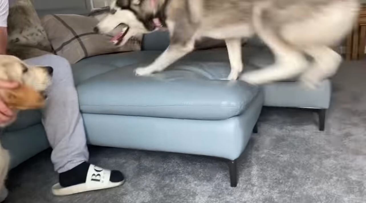 ラブラドールレトリーバー,動画