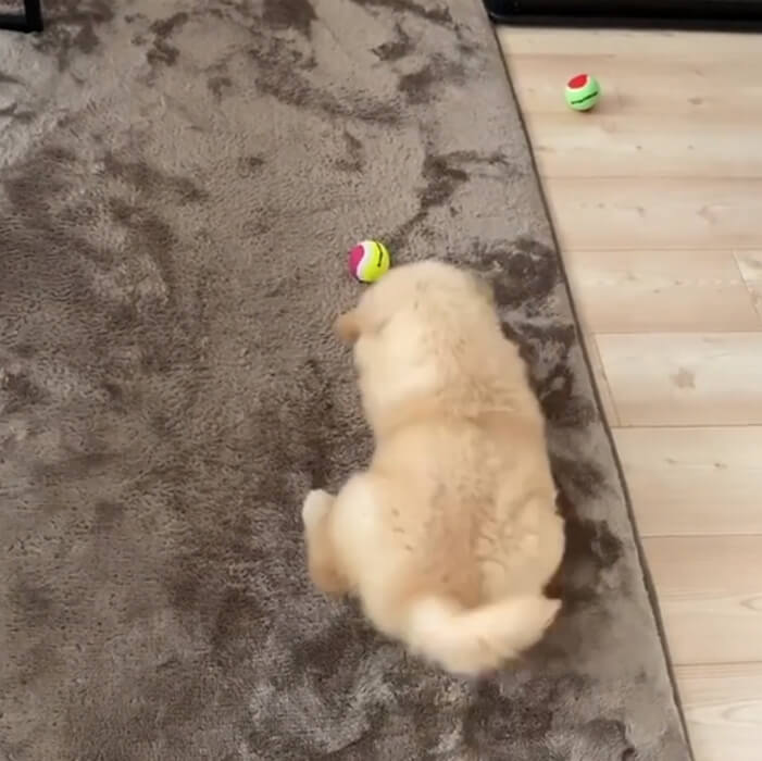 ゴールデンレトリーバー,動画