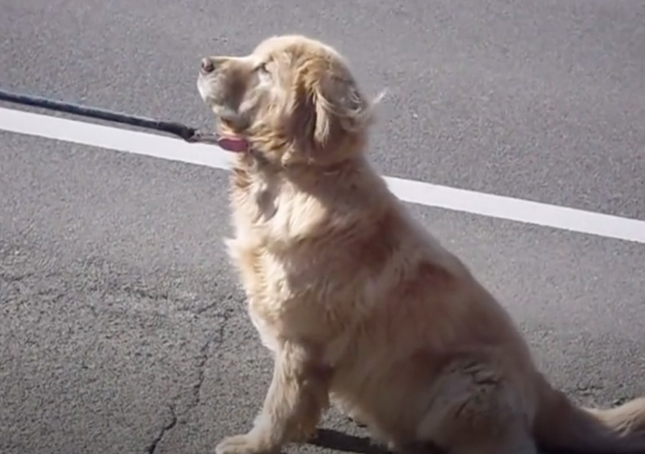 ゴールデンレトリーバー,動画