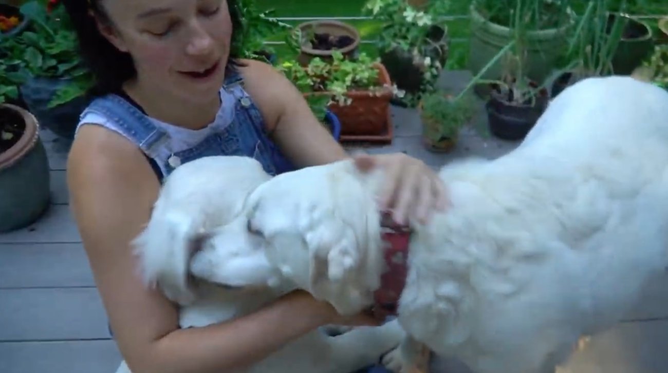 ラブラドールレトリーバー,動画