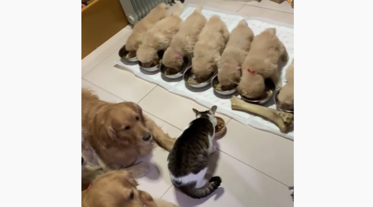 ゴールデンレトリーバー,動画