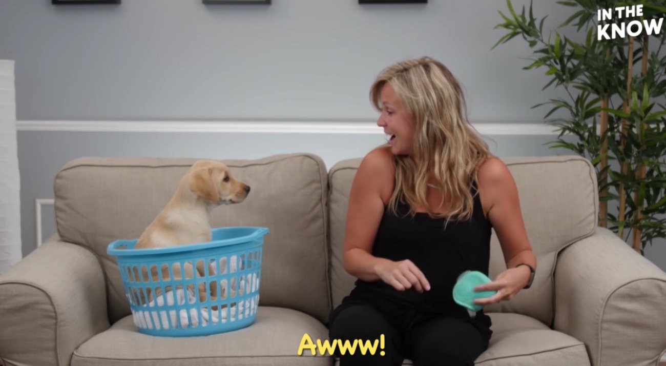 ラブラドールレトリーバー,動画