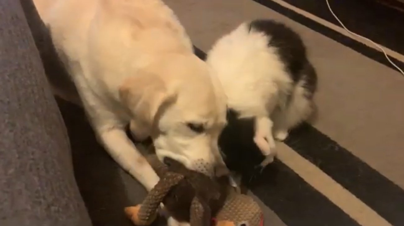 ラブラドールレトリーバー,動画