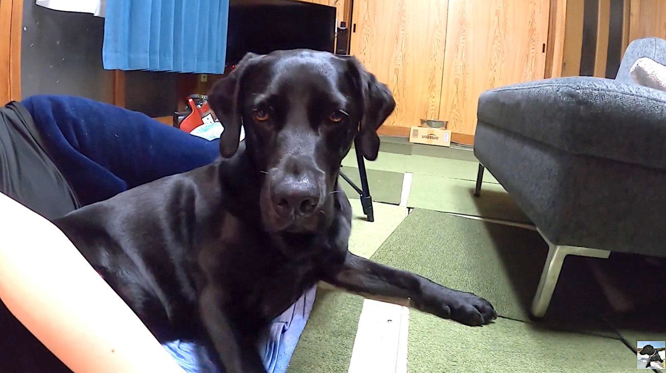 ラブラドールレトリーバー,動画