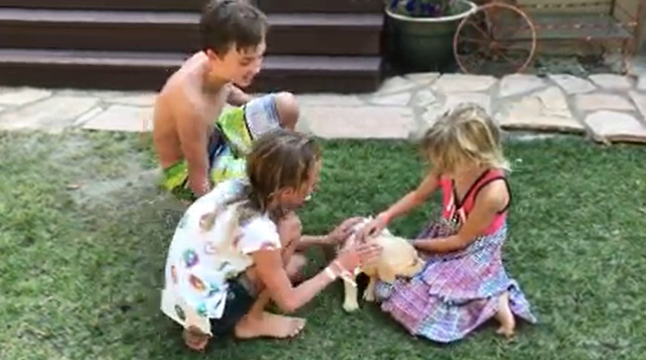 ラブラドールレトリーバー,動画