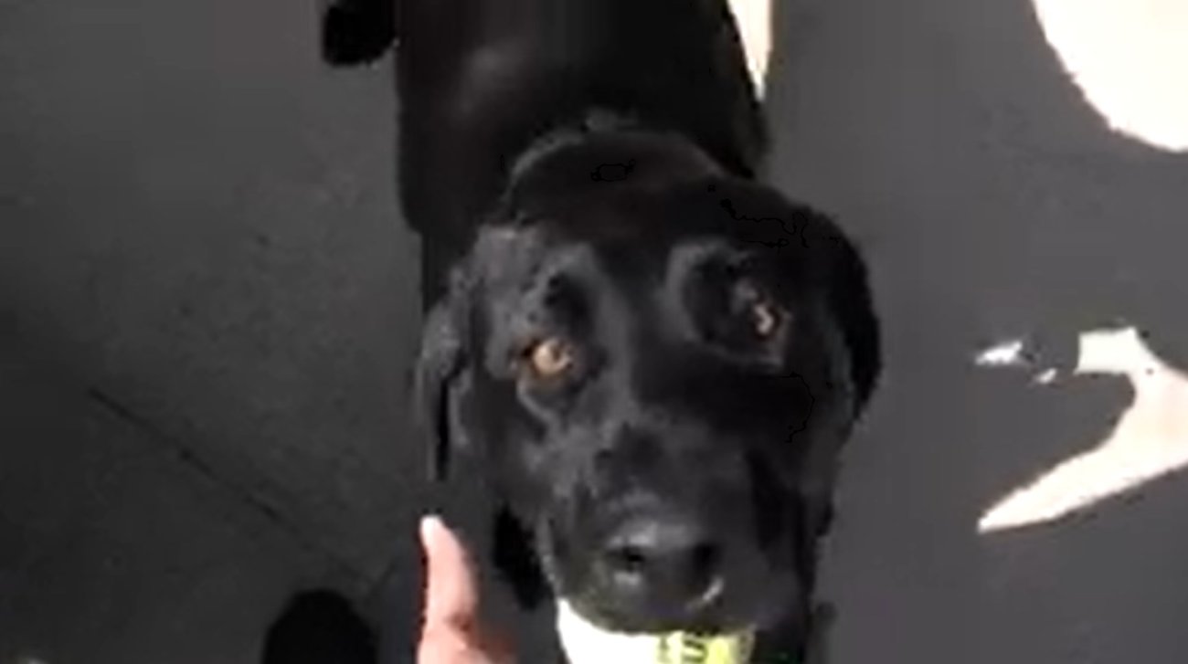 ラブラドールレトリーバー,動画