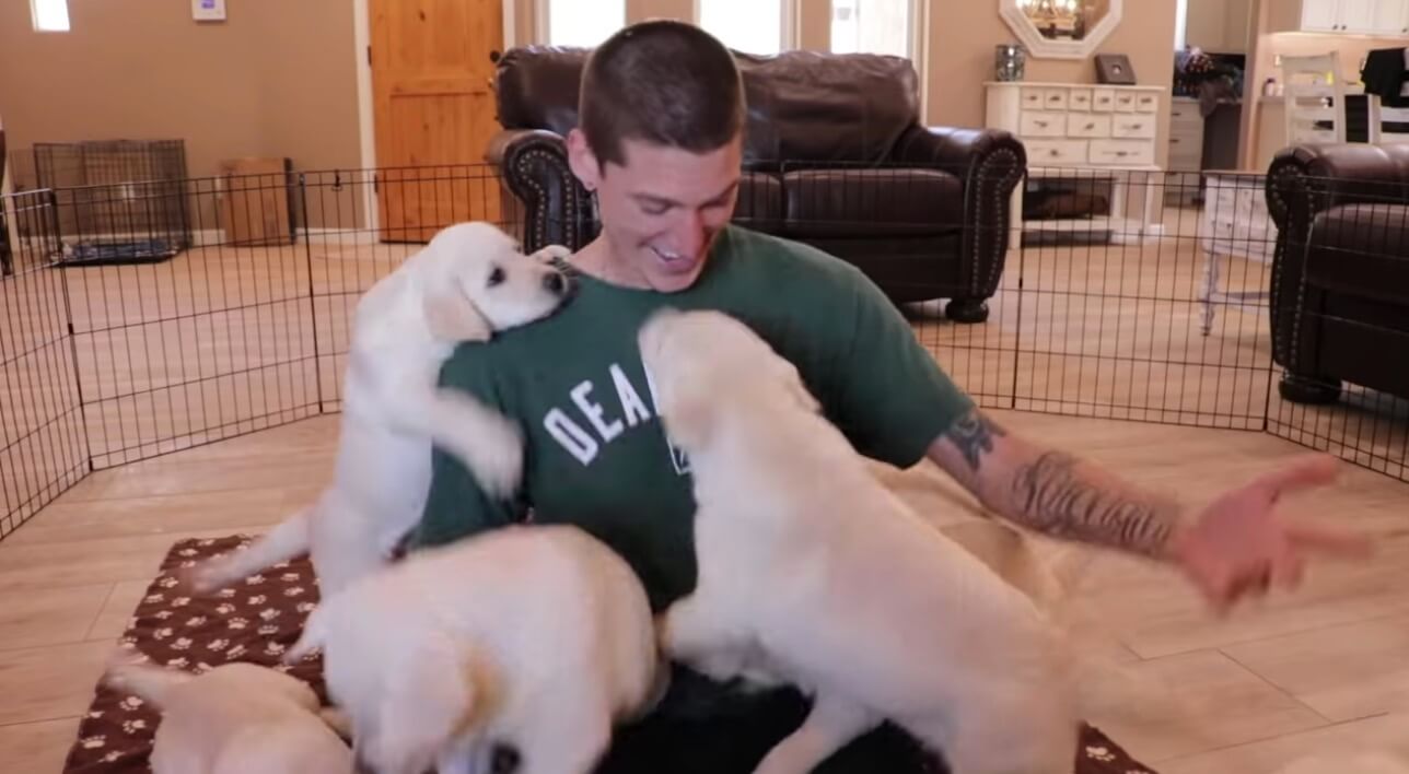 ラブラドールレトリーバー,動画