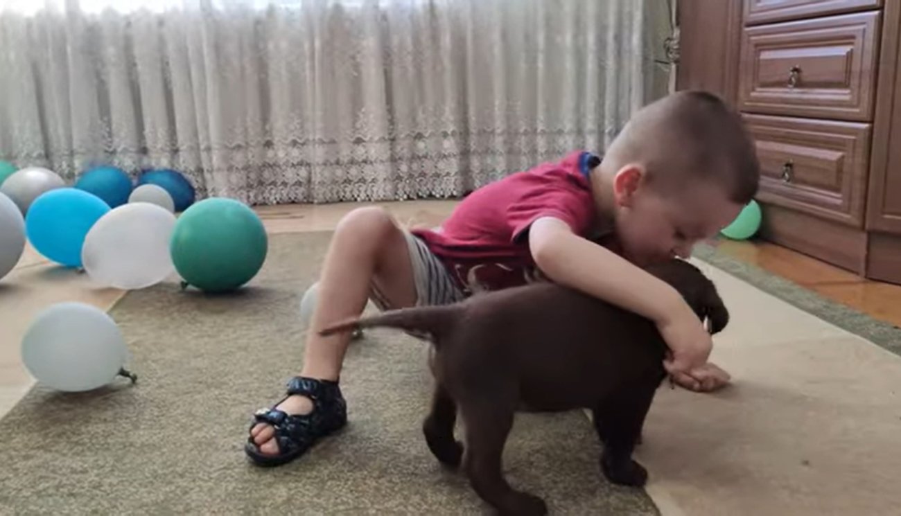 ラブラドールレトリーバー,動画