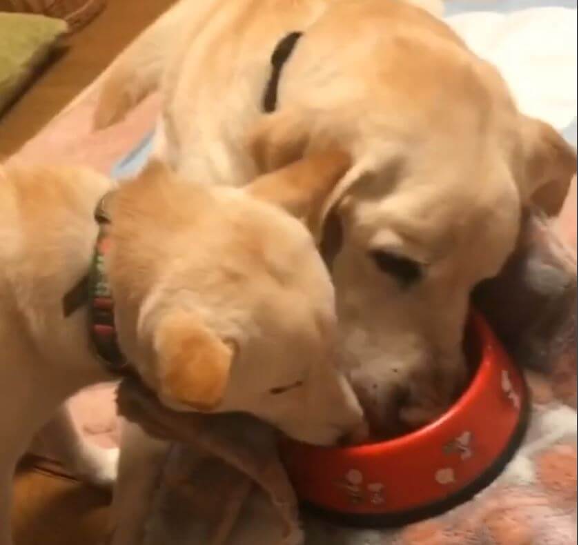 ラブラドールレトリーバー,動画