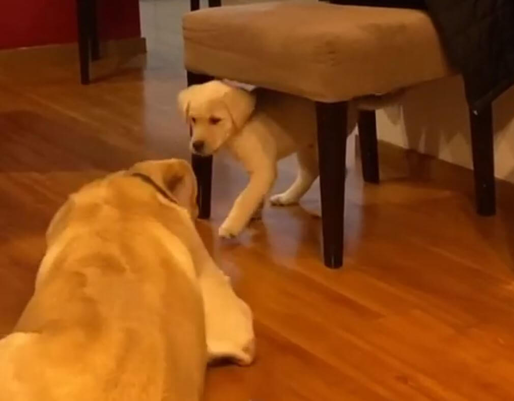 ラブラドールレトリーバー,動画