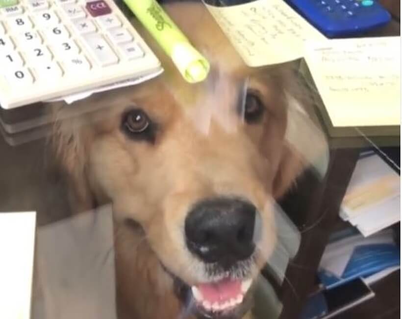 ゴールデンレトリーバー,動画