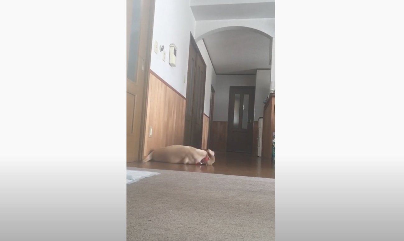 ラブラドールレトリーバー,動画