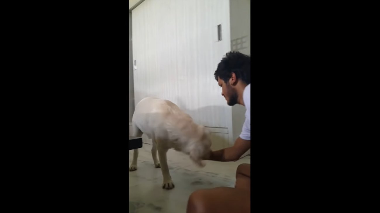 ラブラドールレトリーバー,動画