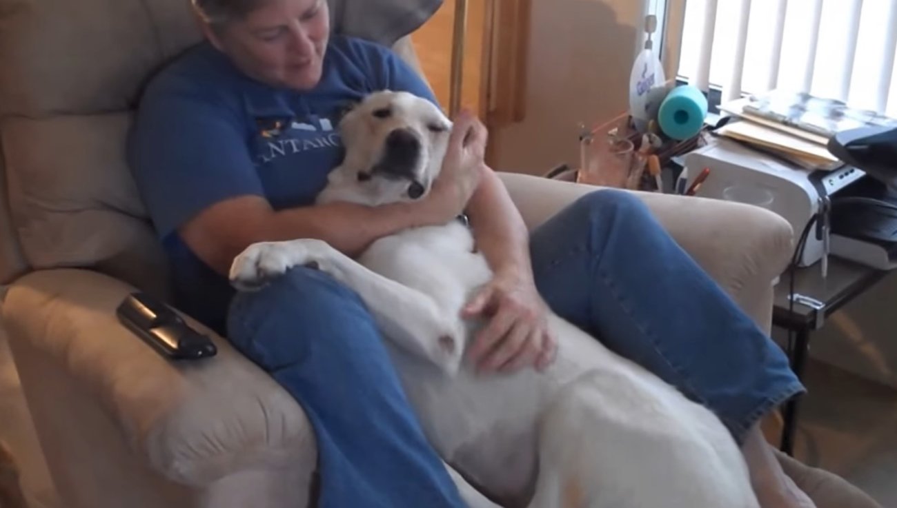 ラブラドールレトリーバー,動画