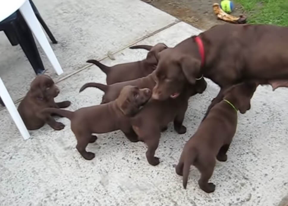 ラブラドールレトリーバー,動画