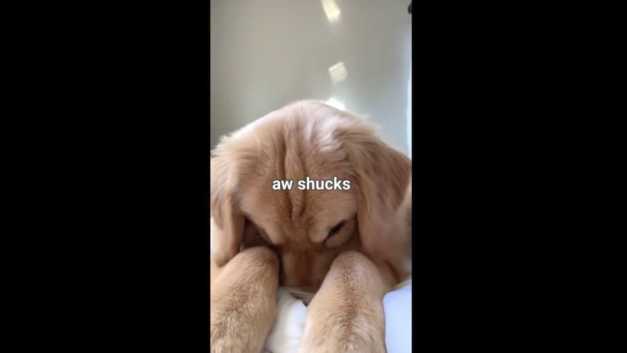 ゴールデンレトリーバー,動画