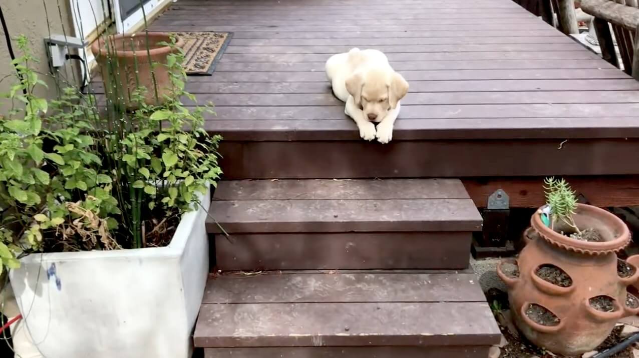 ラブラドールレトリーバー,動画