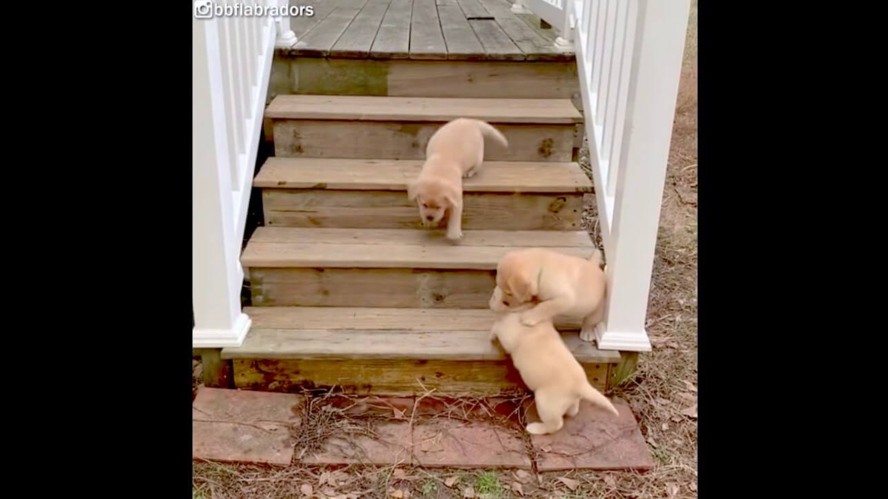 ラブラドールレトリーバー,動画