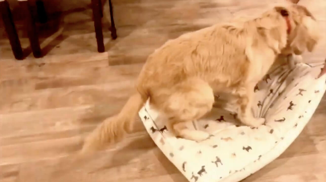 ゴールデンレトリーバー,動画