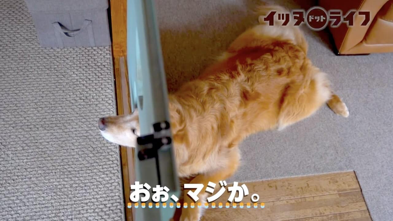 ゴールデン,動画,イッヌドットライフ