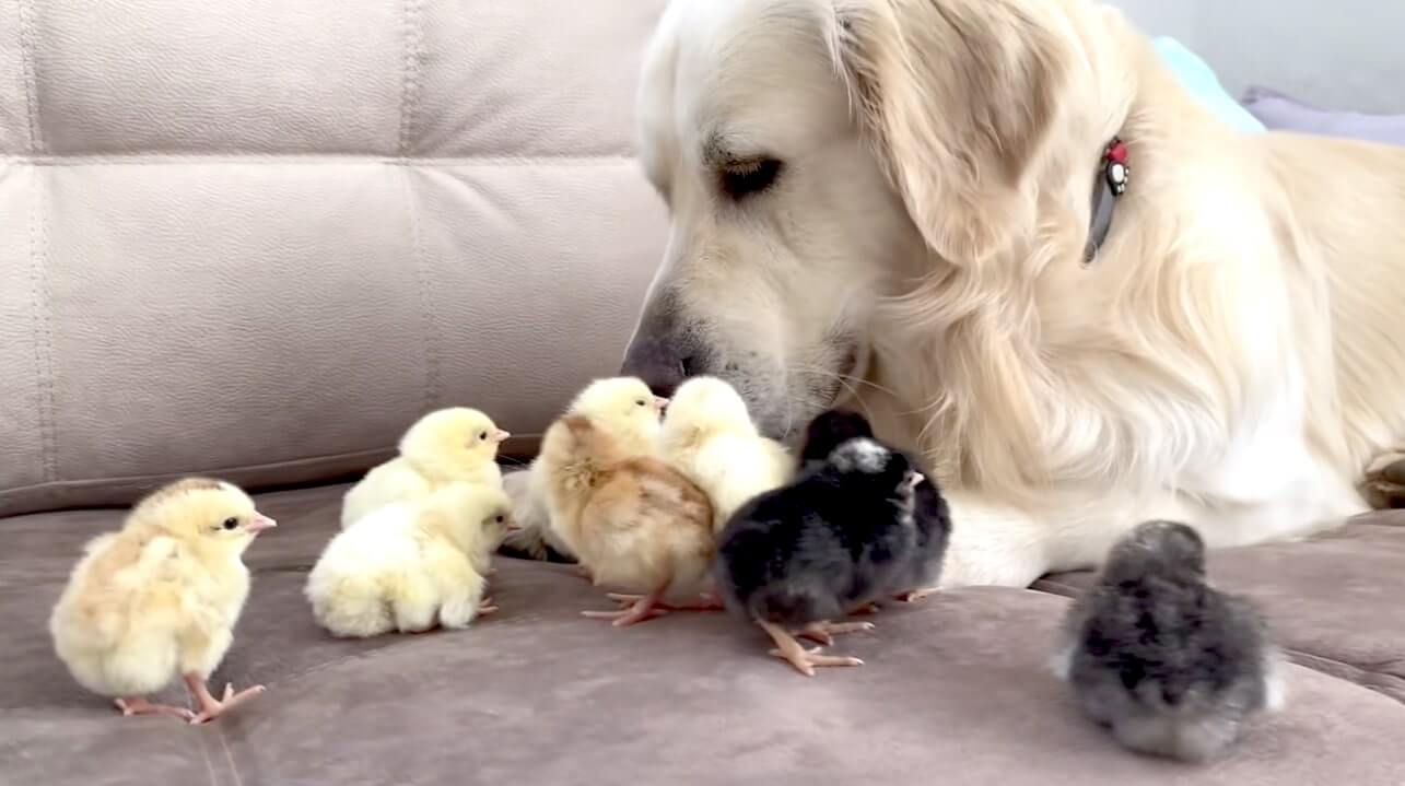 ゴールデンレトリーバー,動画