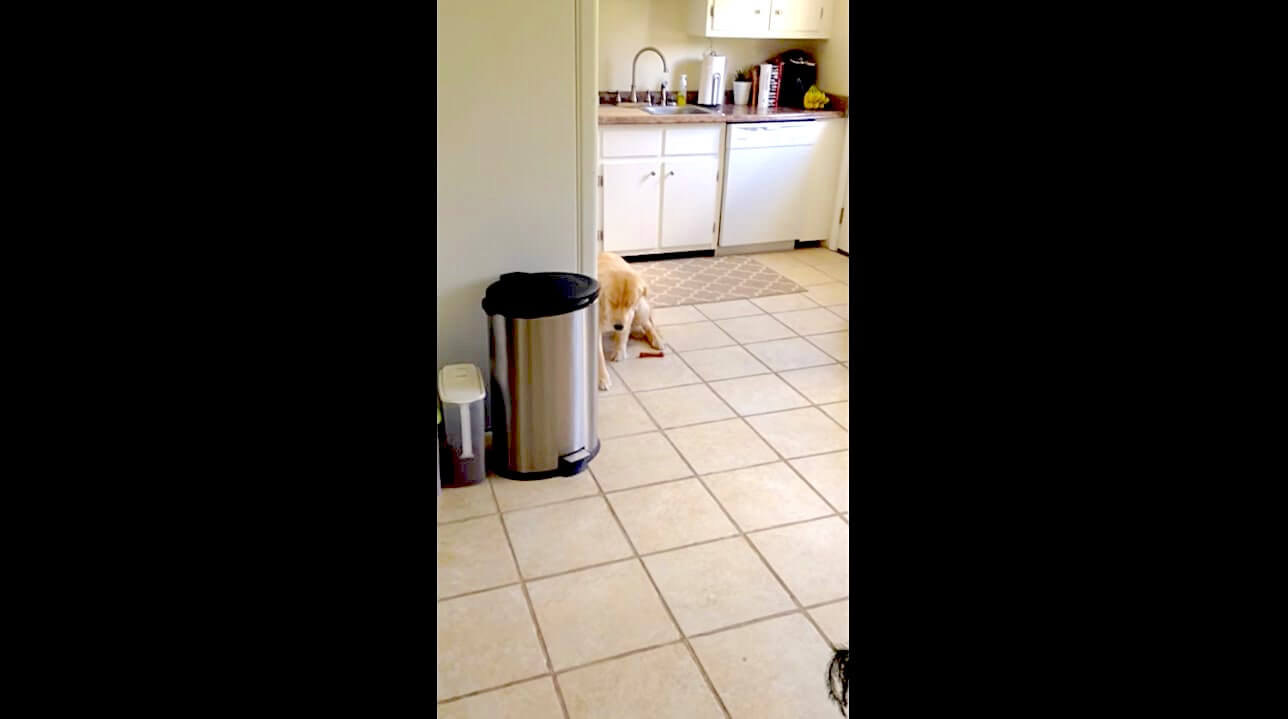 ゴールデンレトリーバー,動画