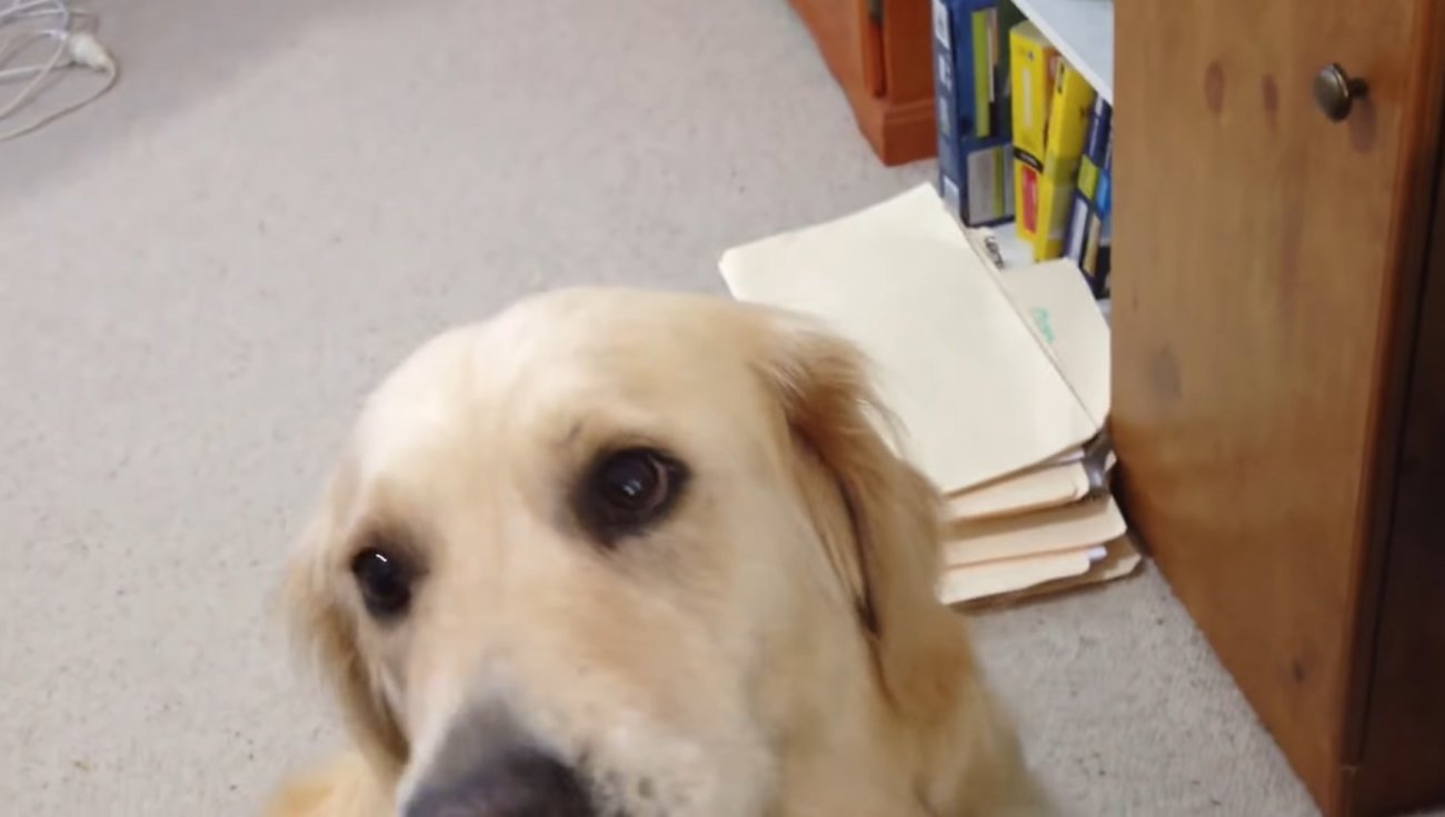 ゴールデンレトリーバー,動画