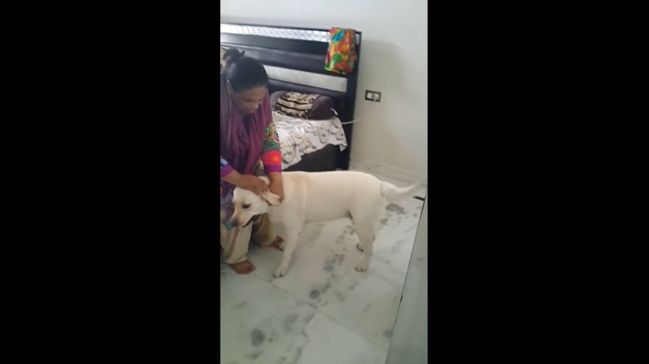 ラブラドールレトリーバー,動画