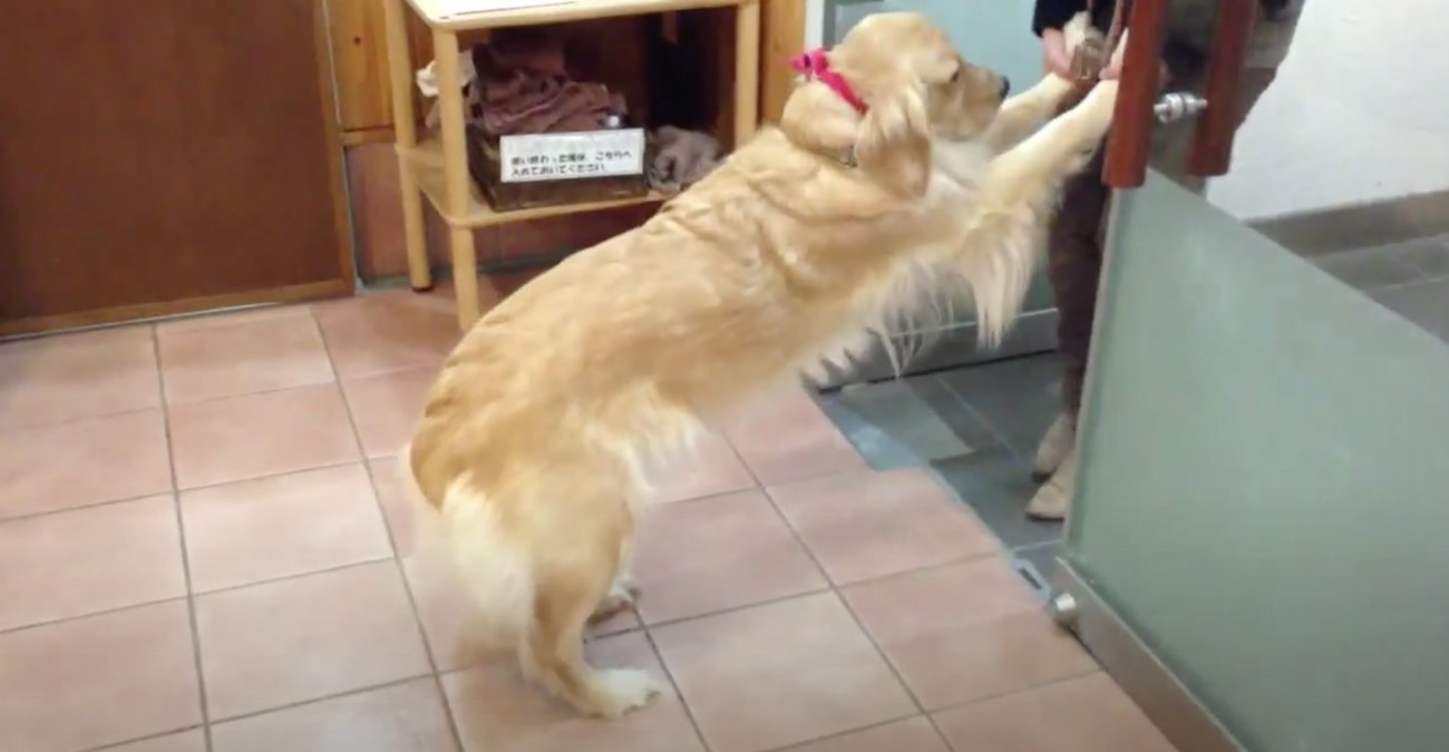 ゴールデンレトリーバー,動画