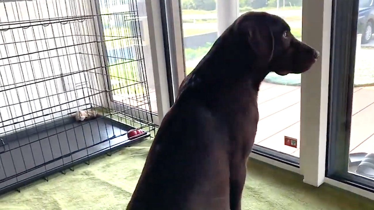 ラブラドールレトリーバー,動画