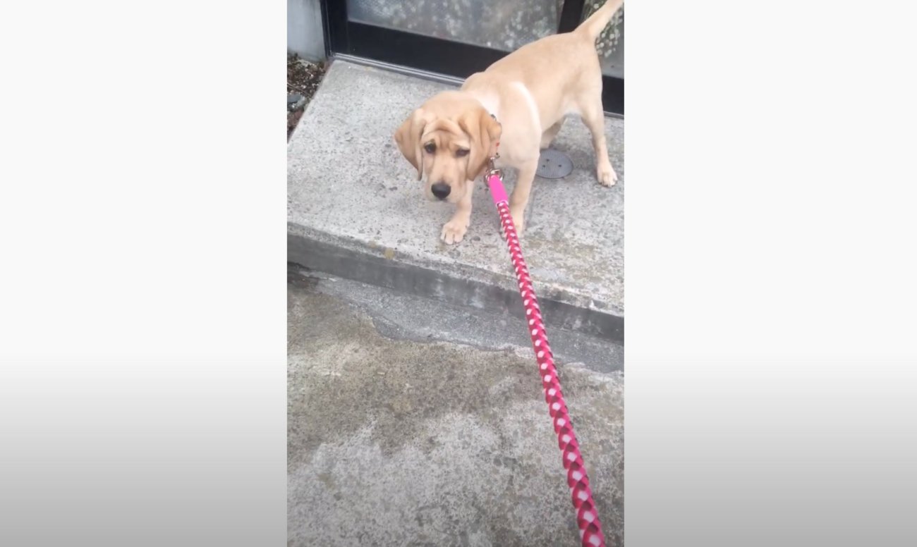 ラブラドールレトリーバー,動画