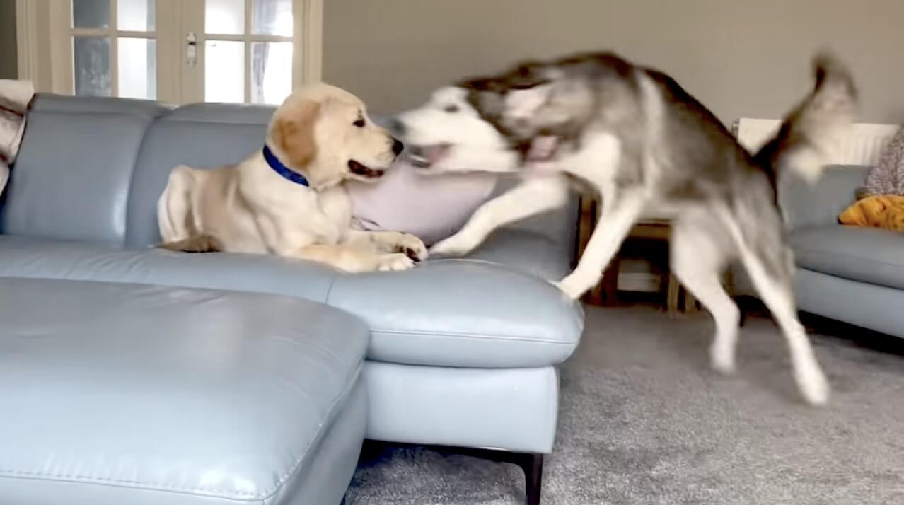 ラブラドールレトリーバー,動画