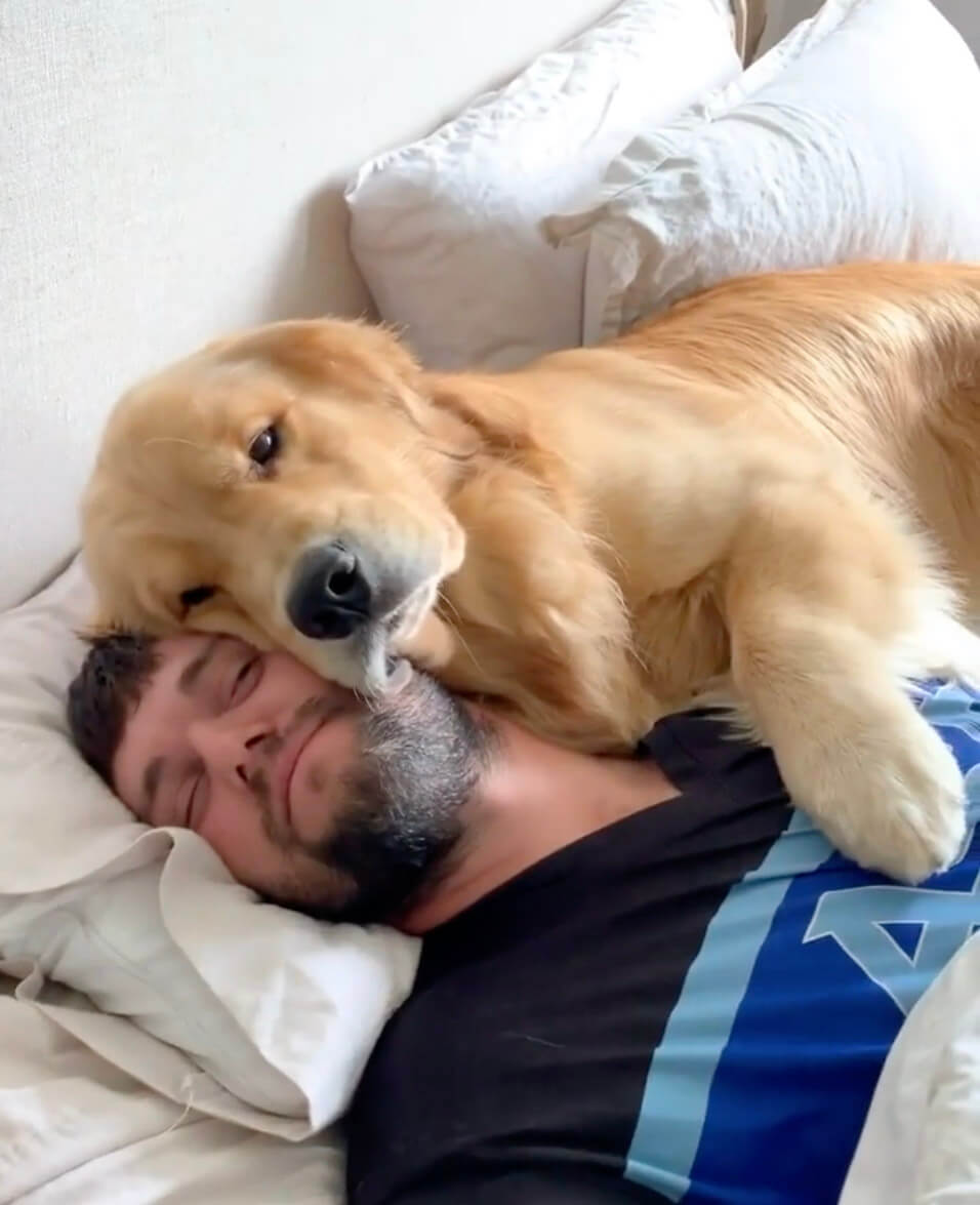 ゴールデンレトリーバー,動画