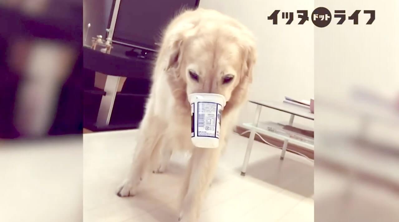 ゴールデン,動画,イッヌドットライフ